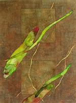 Midori